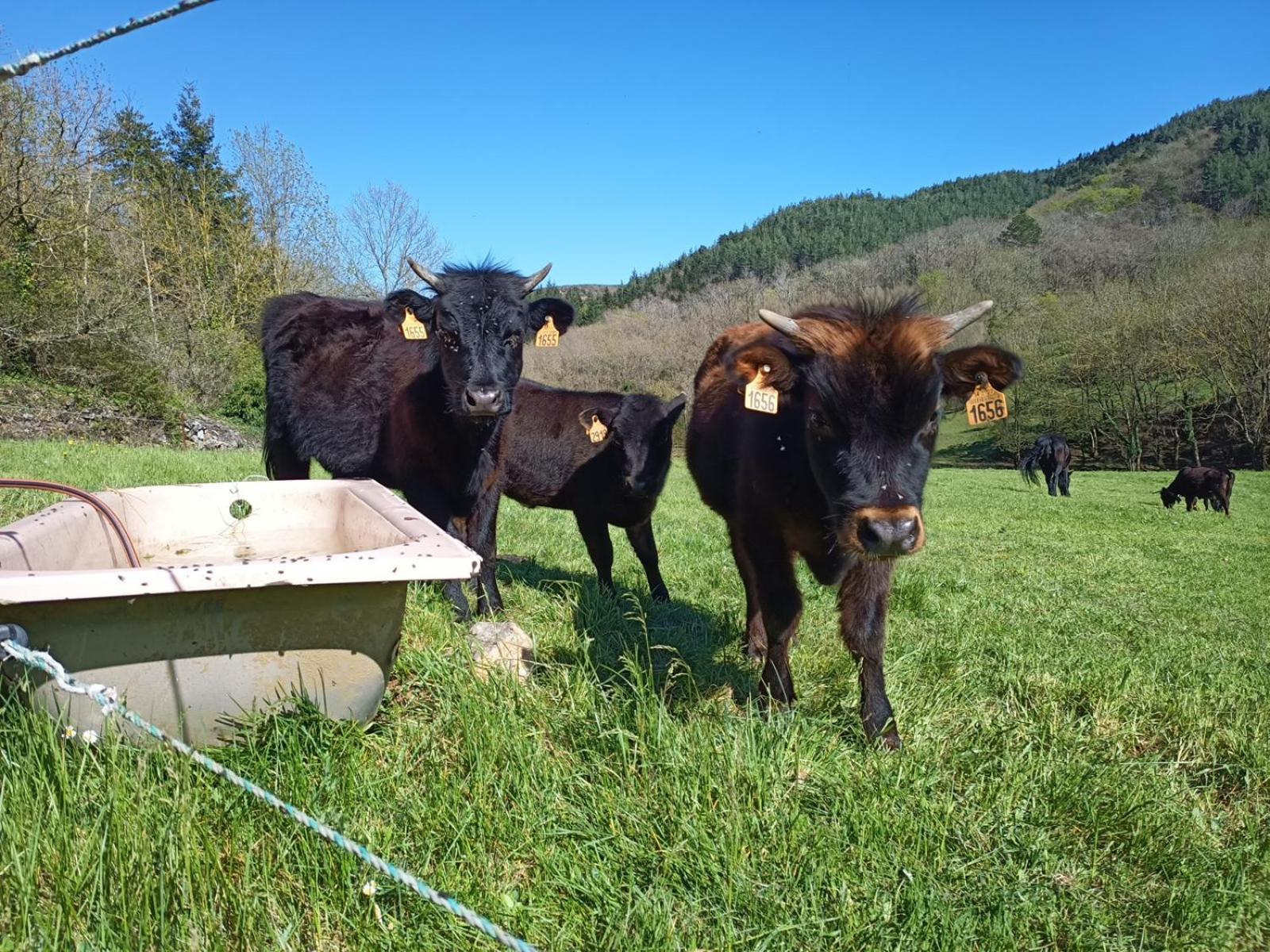Ferme Les Therondels Saint-Pons-de-Thomieres ภายนอก รูปภาพ